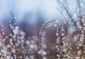 Dry autumn grass with dew water drops in the morning. Foggy morning. Art natural fresh backgound Royalty Free Stock Photo