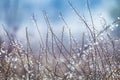 Dry autumn grass with dew water drops in the morning. Foggy morning. Art natural fresh backgound Royalty Free Stock Photo