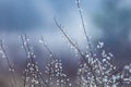 Dry autumn grass with dew water drops in the morning. Foggy morning. Art natural fresh backgound Royalty Free Stock Photo