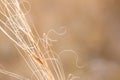 Dry autumn grass in a field Royalty Free Stock Photo