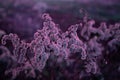 Dry autumn grasses on a meadow in a purple colouristic