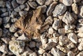 Dry autumn leaf on gravel stones Royalty Free Stock Photo