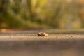 dry Autumn leaf isolated on a road