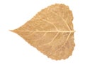 Dry Autumn Leaf Isolated Royalty Free Stock Photo