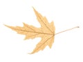 Dry Autumn Leaf Isolated Royalty Free Stock Photo