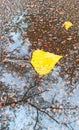 Dry autumn leaf lying on water surface in puddle. Autumn concept. Yellow leaves Royalty Free Stock Photo