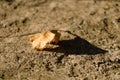 Dry autumn leaf ont the ground Royalty Free Stock Photo