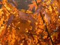 Dry autumn leaf stuck