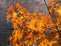 Dry autumn leaf stuck