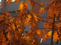 Dry autumn leaf stuck - beautiful background