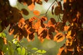 Dry autumn leaf stuck - beautiful background