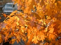 Dry autumn leaf stuck in city tree