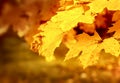 Dry autumn leaf stuck Royalty Free Stock Photo