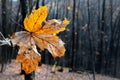 Dry autumn leaf Royalty Free Stock Photo