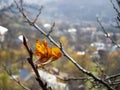 Dry autumn leaf stuck