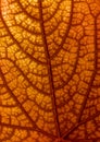 Dry autumn leaf texture Royalty Free Stock Photo