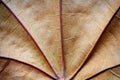 dry autumn leaf texture macro background Royalty Free Stock Photo