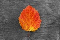 Dry autumn leaf on wooden background. The change of season.