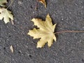 Dry autumn leaves on asphalt Royalty Free Stock Photo