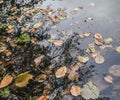 Dry autumn leaves of different colors falling into the water of the river - yellow, green, brown Royalty Free Stock Photo