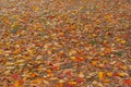 Dry autumn leaves on the forest floor ground backdrop droughty background. Red maple leaves or fall foliage in colorful autumn Royalty Free Stock Photo