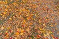 Dry autumn leaves on the forest floor ground backdrop droughty background. Red maple leaves or fall foliage in colorful autumn Royalty Free Stock Photo