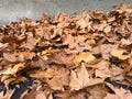 Dry autumn leaves of London planetree lies in the street against Royalty Free Stock Photo