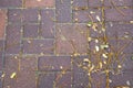 Dry autumn leaves on a tiled sidewalk