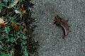 Dry autumn leaves on wet asphalt Royalty Free Stock Photo