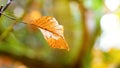 Dry autumn lonely leaf on a blurred background