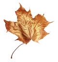 Dry autumn maple leaf painted with gold Royalty Free Stock Photo