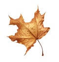 Dry autumn maple leaf painted with gold Royalty Free Stock Photo