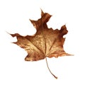 Dry autumn maple leaf painted with gold Royalty Free Stock Photo