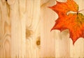 Dry autumn marple leaf fallen at pine wood planks texture background with knots Royalty Free Stock Photo