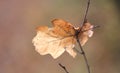 Dry autumn oak leaf Royalty Free Stock Photo