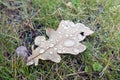 Dry autumn oak leaf in large drops of rain lies on the grass Royalty Free Stock Photo