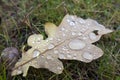 Dry autumn oak leaf in large drops of rain lies on the grass Royalty Free Stock Photo