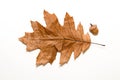 Dry autumn oak leaf on over white