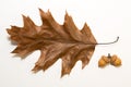 Dry autumn oak leaf on over white Royalty Free Stock Photo