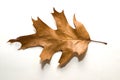 Dry autumn oak leaf on over white Royalty Free Stock Photo