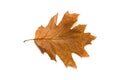 Dry autumn oak leaf on over white Royalty Free Stock Photo