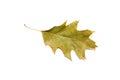Dry autumn oak leaf on over white Royalty Free Stock Photo