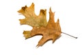Dry autumn oak leaf on over white Royalty Free Stock Photo
