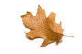 Dry autumn oak leaf on over white Royalty Free Stock Photo