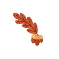 Dry autumn oak tree leaf with acorn nuts. Fall foliage leaves in September. Brown October leafage. Modern botanical flat