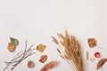 Dry autumn plants and wheat bunch with empty space Royalty Free Stock Photo