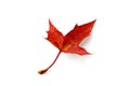 Dry autumn red fallen maple leaf isolated on white background Royalty Free Stock Photo