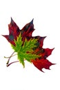 Dry autumn red and green fallen maple leaves isolated on white background. Autumn decor Royalty Free Stock Photo