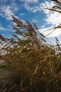 dry autumn reeds against the blue sky Royalty Free Stock Photo