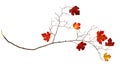 Dry autumn twig with red leaves Royalty Free Stock Photo